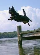 dog leaping