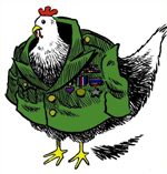 chicken hawk