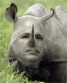 rhino mccain