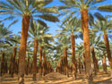 date palm